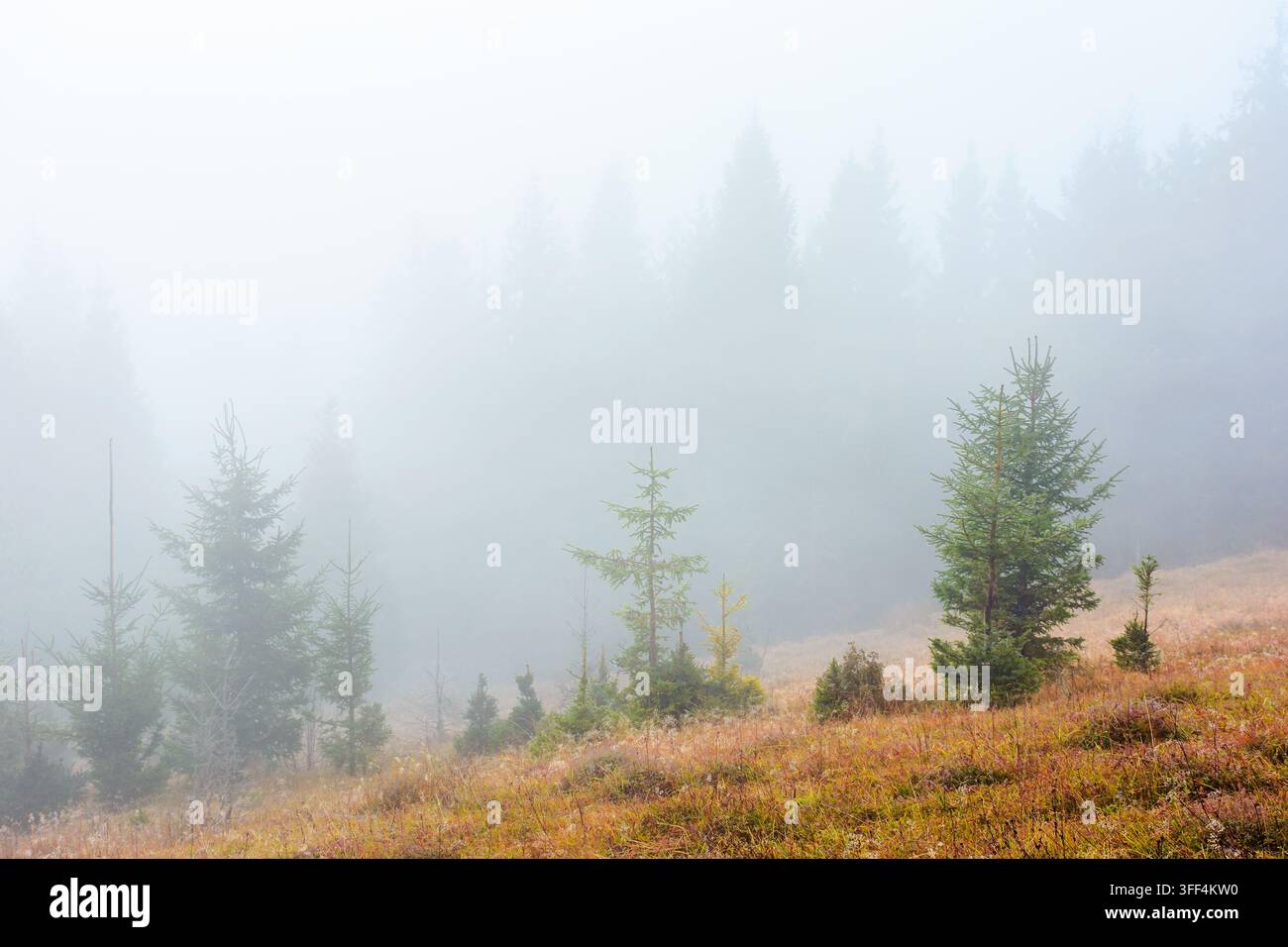 fir trees on a meadow down the will to coniferous forest in foggy mountains of Ukraine. mysterious nature background with overcast sky Stock Photo