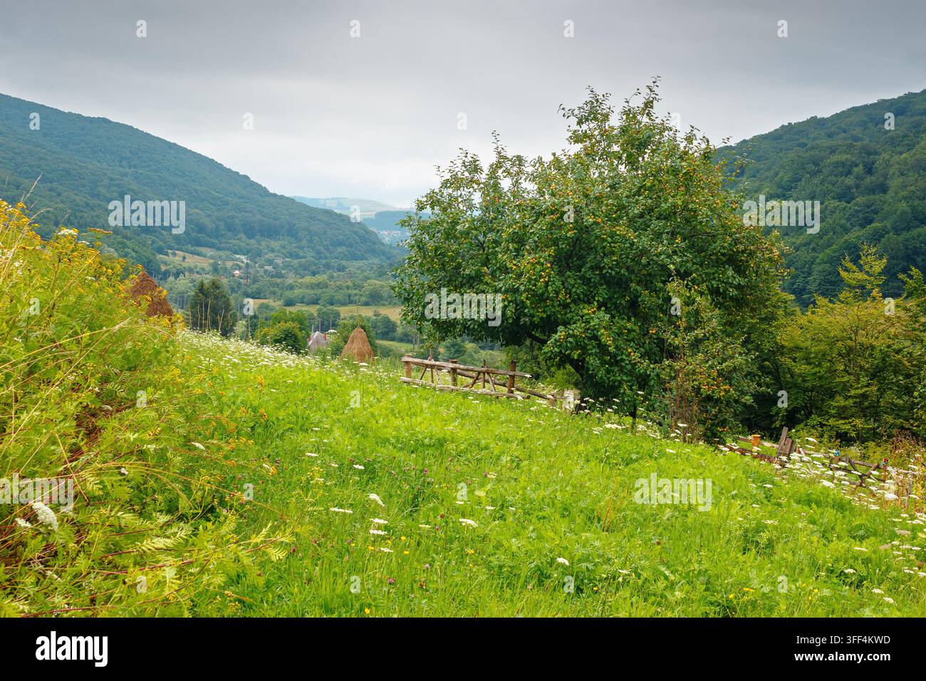 rural mountain landscape of ukraine. countryside scenery of transcarpathia in summer. sustainable living in green environment. forested hills and gras Stock Photo