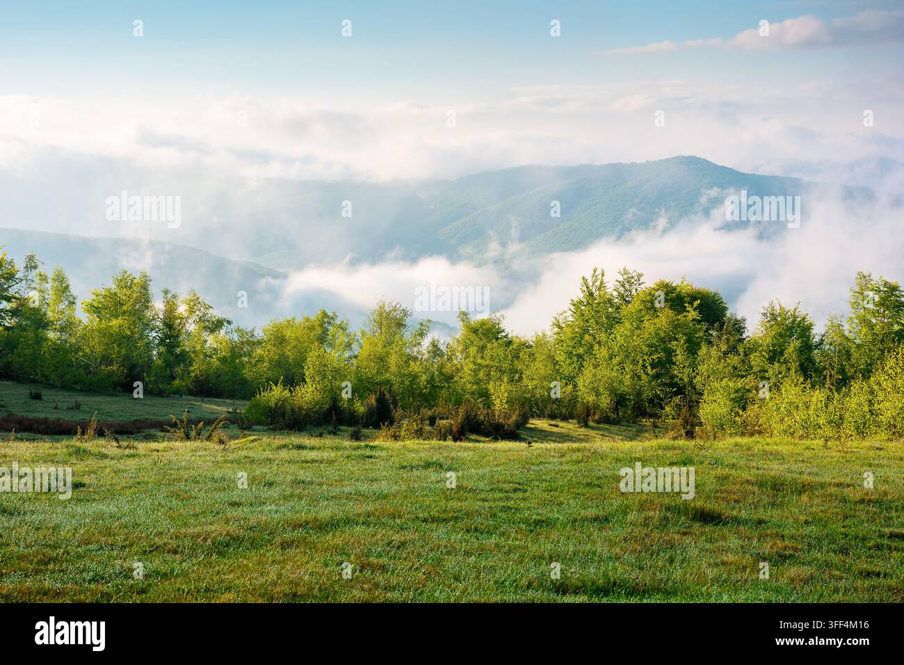 mountain field in morning light. countryside springtime background with view in to valley in fog behind the forest on the grassy hill. fluffy clouds o Stock Photo