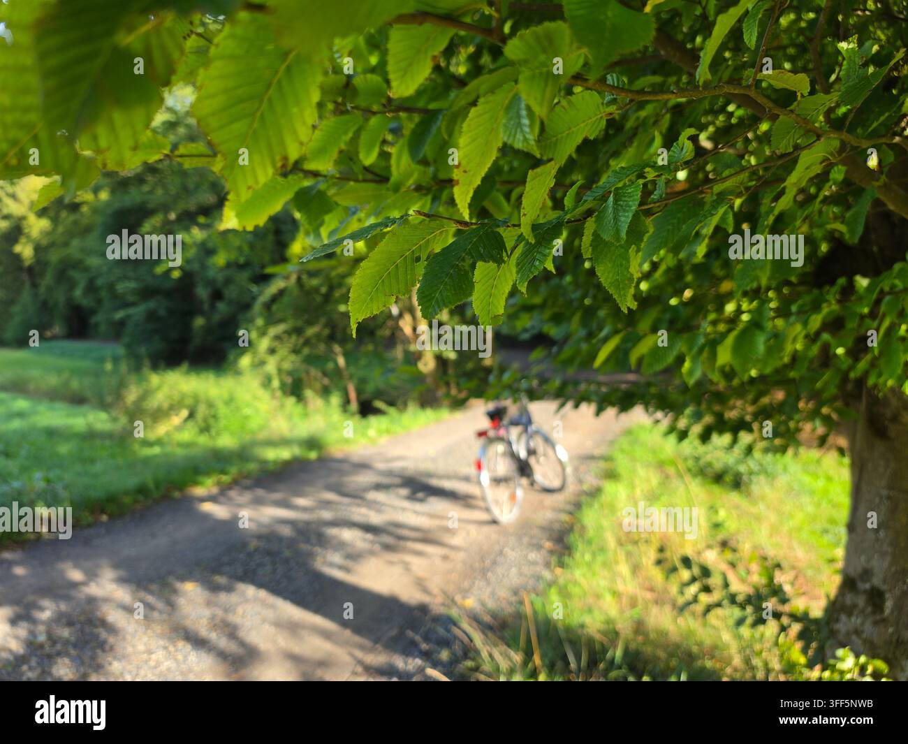 ​A bicycle standing on a forest dirt path in the distance, beautifully framed by lush green foliage and leaves on the foreground. The scene captures a - Smartphone Captured Stock Image