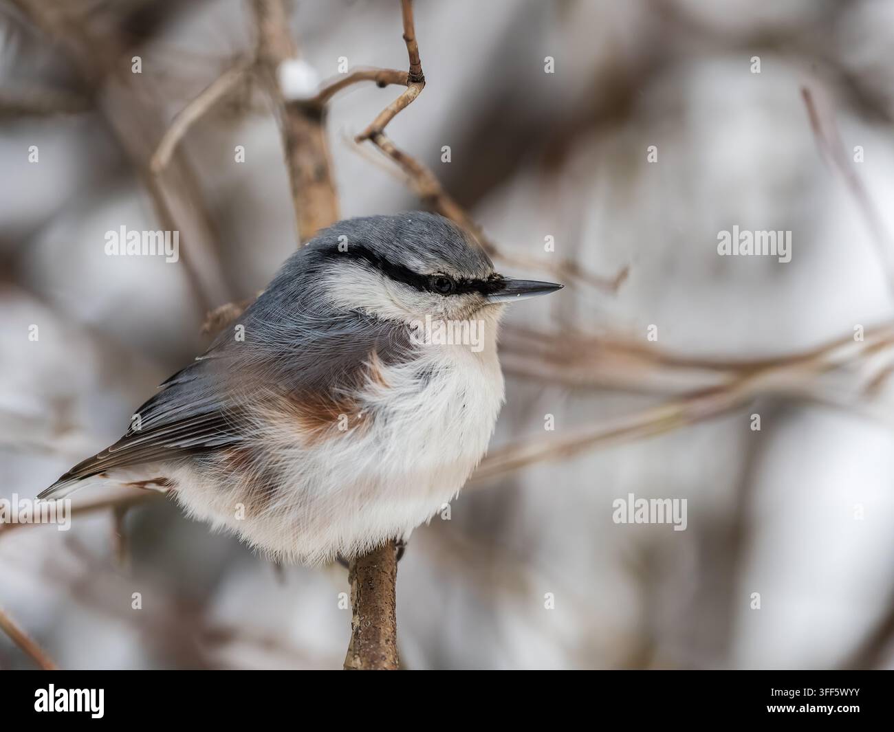 Eurasian nuthatch or wood nuthatch, lat. Sitta europaea, sitting on a tree branch with a blurred background. Gray and Orange colored small bird with a Stock Photo