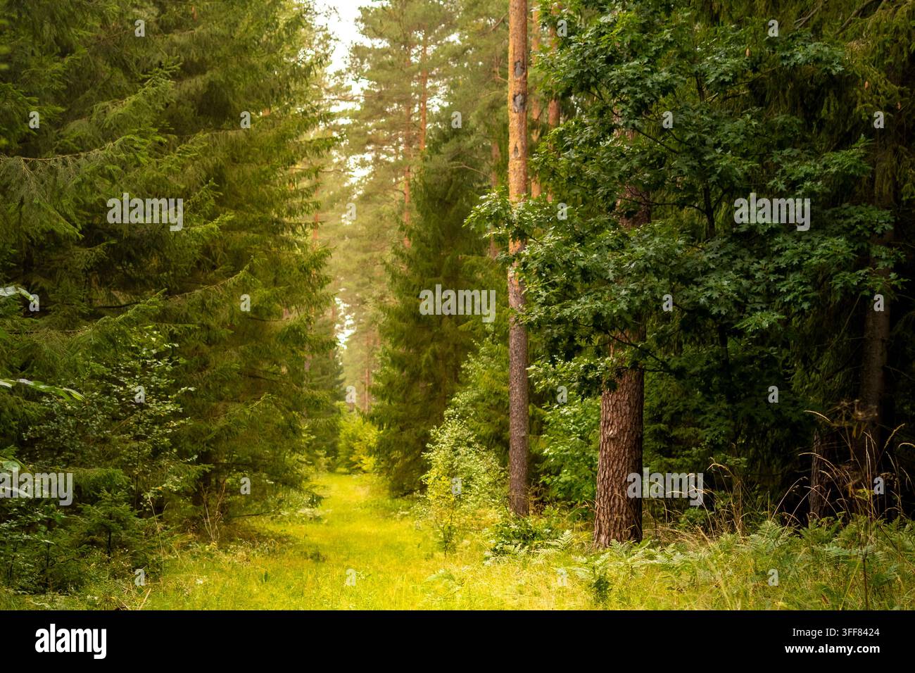 Forest path stretches through tall pine trees bathed in soft early morning sunlight. Concept of peaceful forest atmosphere and tranquil nature setting Stock Photo