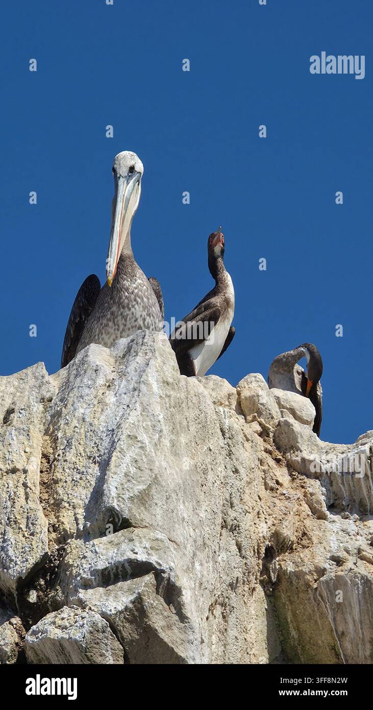 Pelecans in Ballestas Islands - Smartphone Captured Stock Image