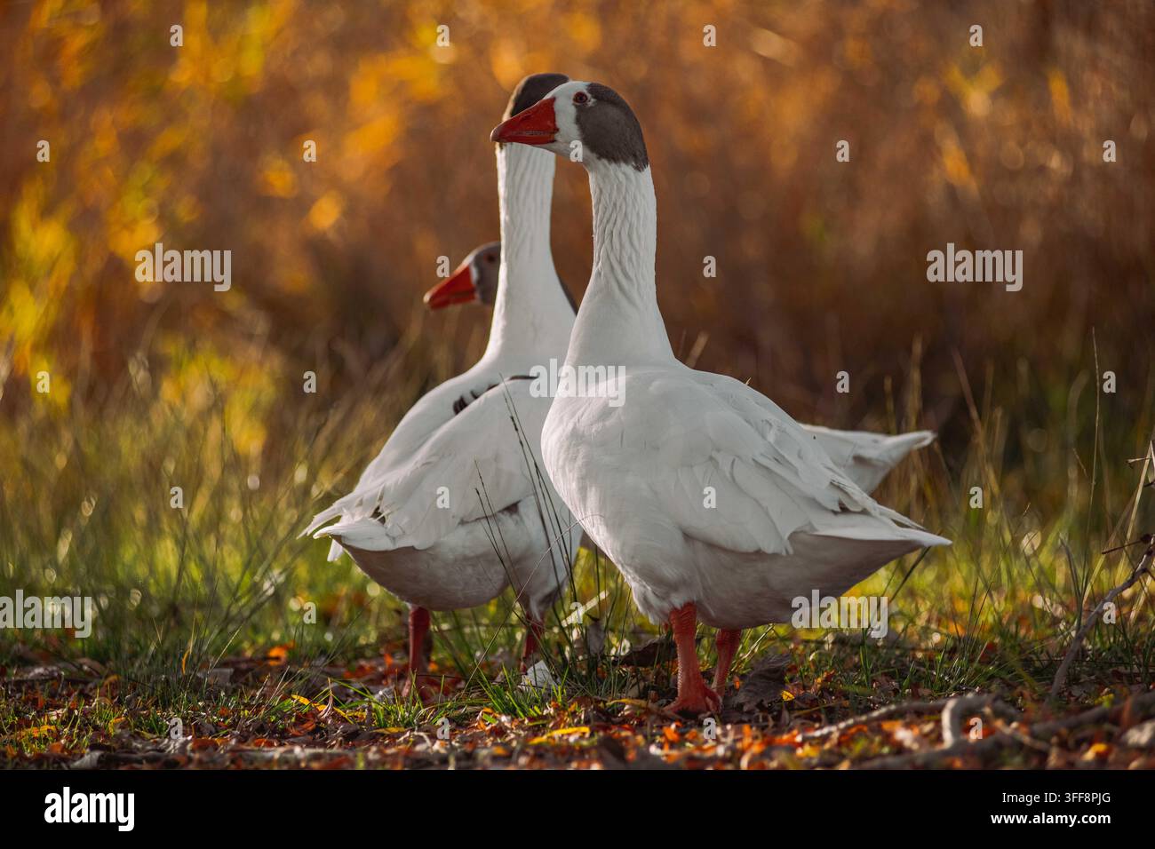 Three white geese standing on grass during golden hour Stock Photo