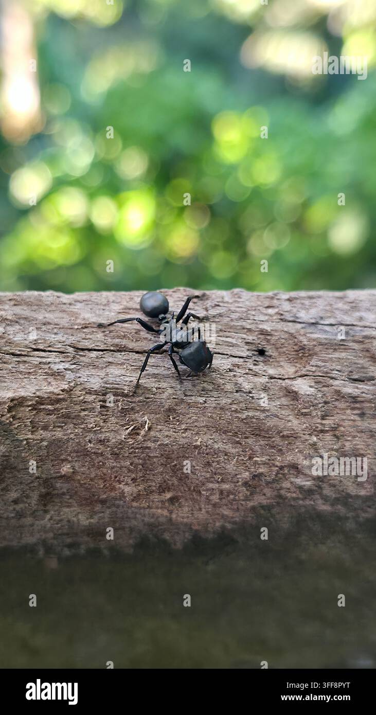 Ant on a wood in Amazon - Smartphone Captured Stock Image