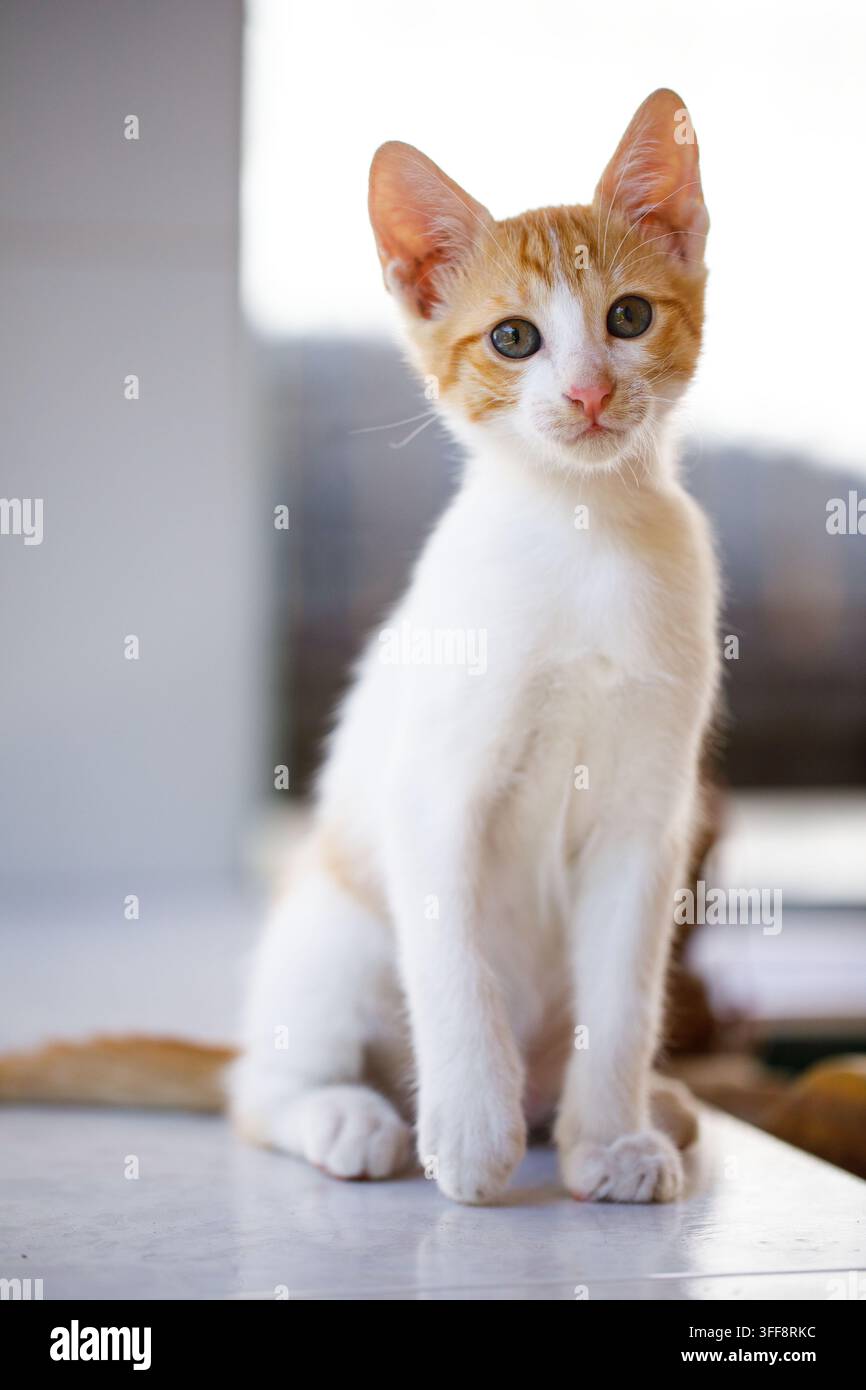 Young White and Ginger Cat Portrait Stock Photo