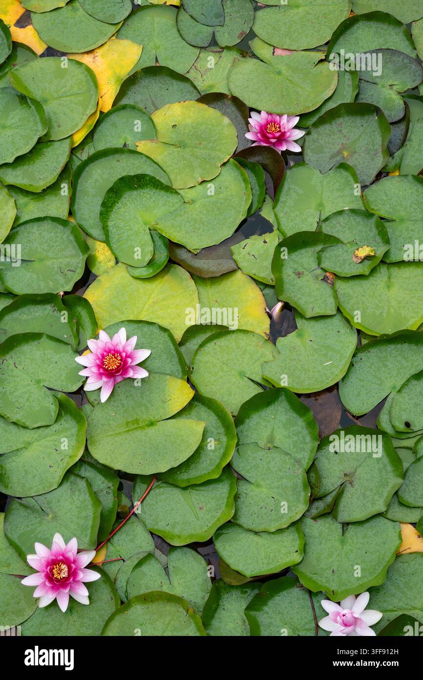 Few green lotus leaves hi-res stock photography and images - Alamy