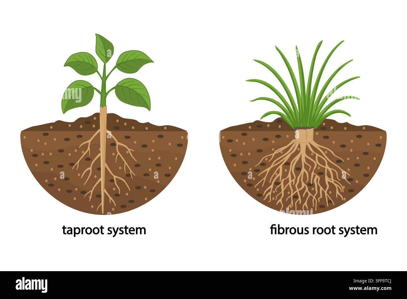 Taproot and fibrous root system plant example comparison, plant part description with main large central root and thin branching system, vector Stock Vector