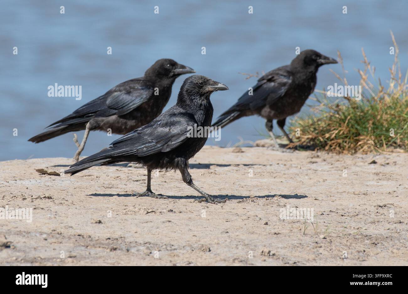 Three carrion crows,  Arnside, Milnthorpe, Cumbria, UK Stock Photo