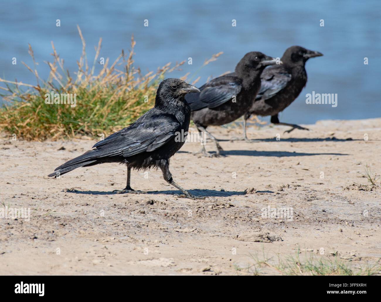 Three carrion crows,  Arnside, Milnthorpe, Cumbria, UK Stock Photo