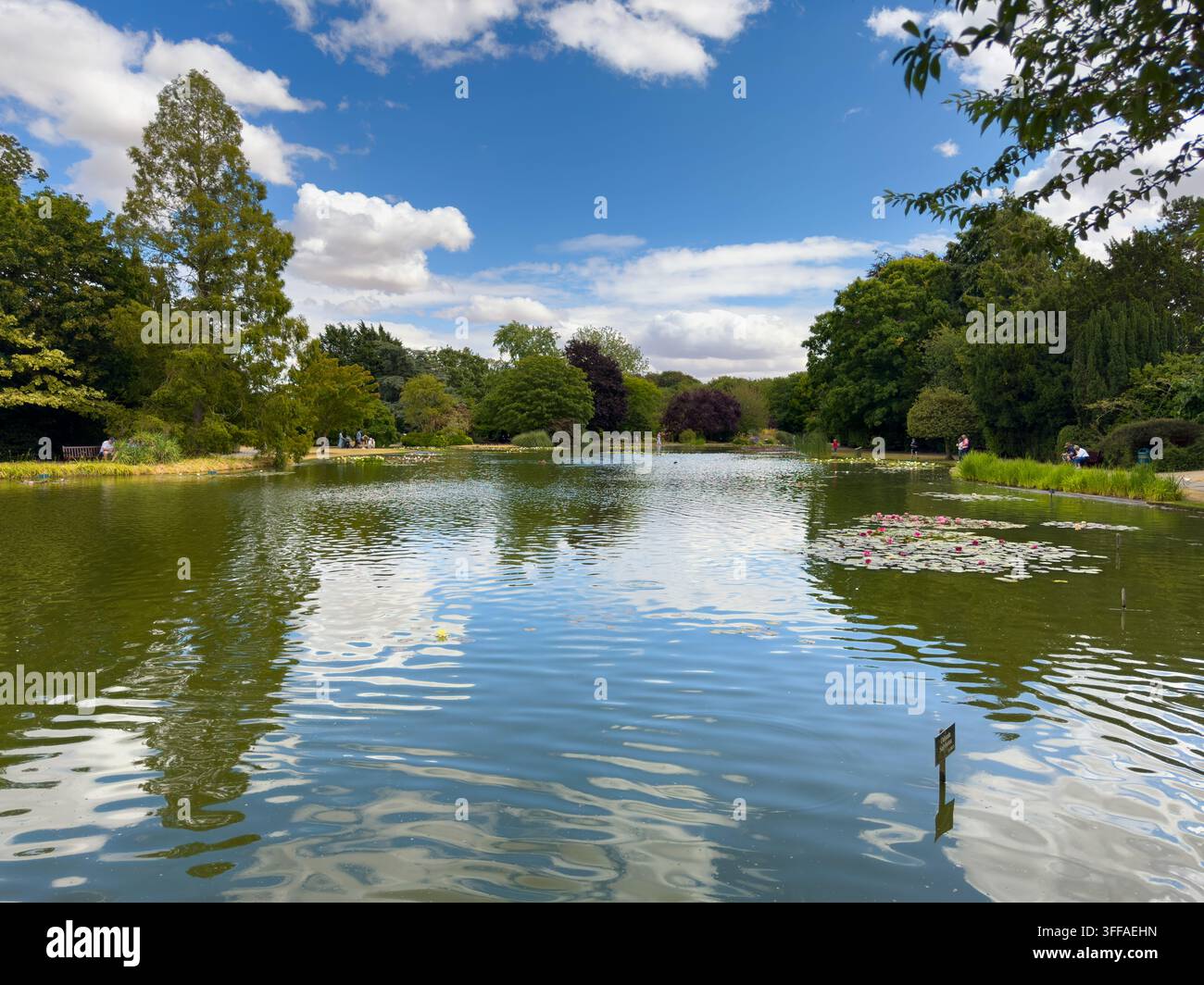 Broad lake view at Burnby Hall Gardens, Pocklington, with water lily beds and landscaped planting. Stock Photo