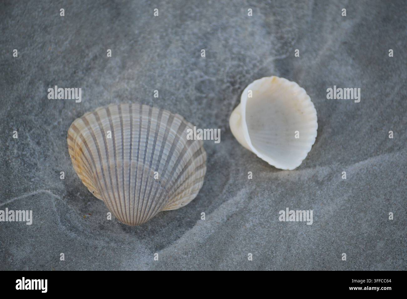 Florida Wildlife Shells on Beach Stock Photo