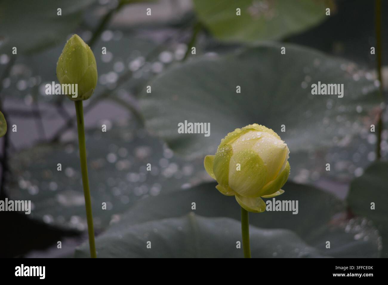 Lotus pond in rain hi-res stock photography and images - Alamy