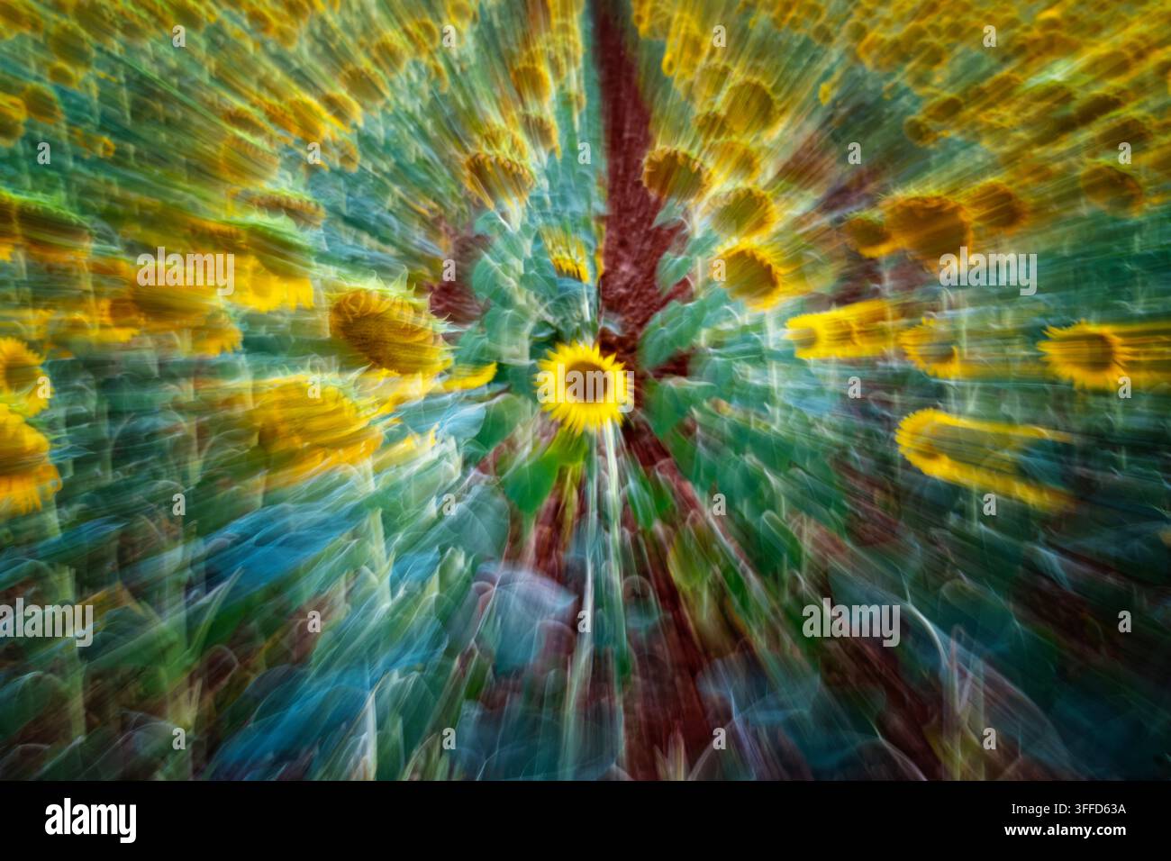 High angle creative shot featuring a sharp yellow sunflower centered in an agricultural field with a radial zoom burst motion blur effect emphasizing Stock Photo