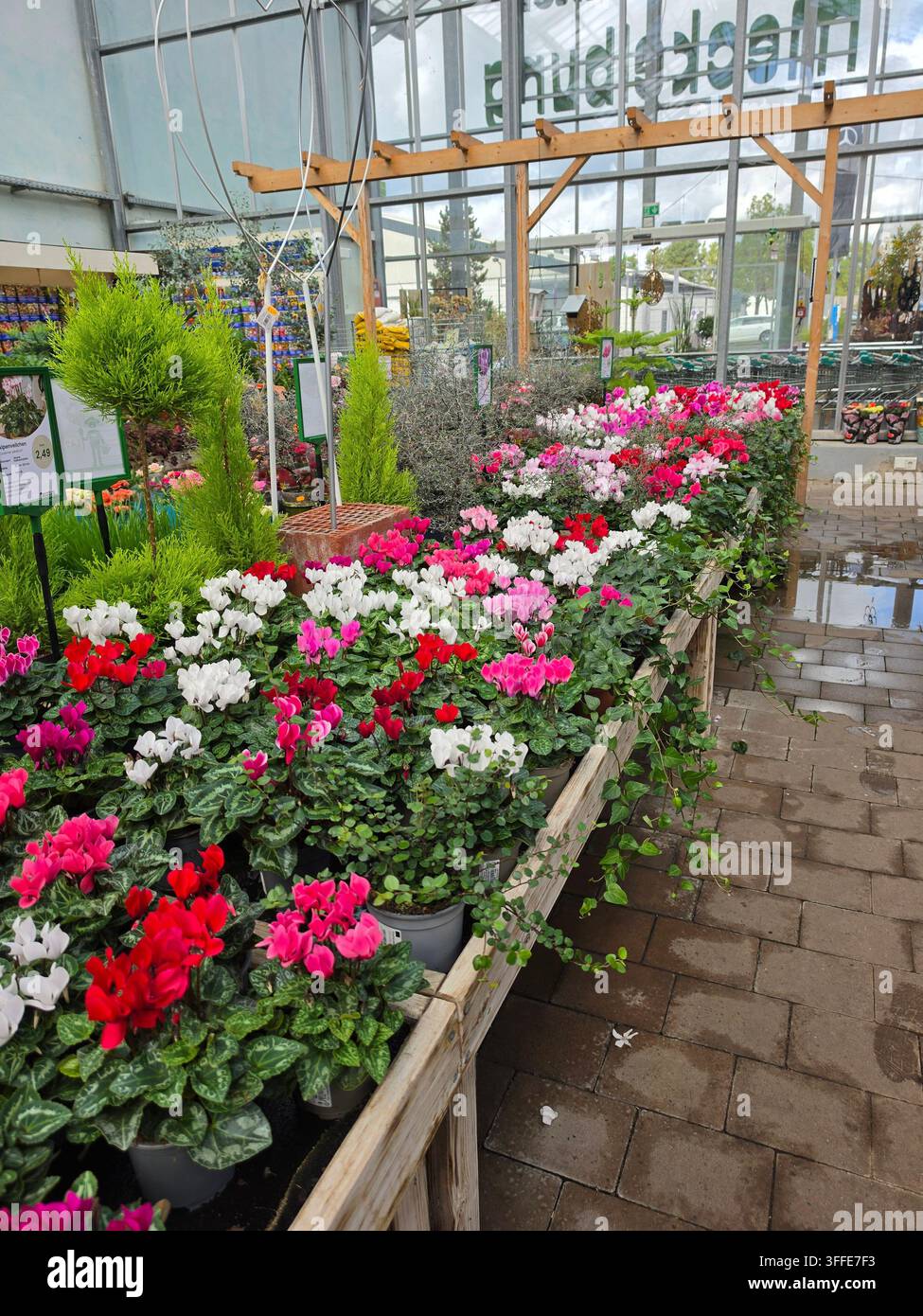 Colorful cyclamen flowers in red white and pink colors on display at garden center nursery store with various plants and trees indoor - Smartphone Captured Stock Image