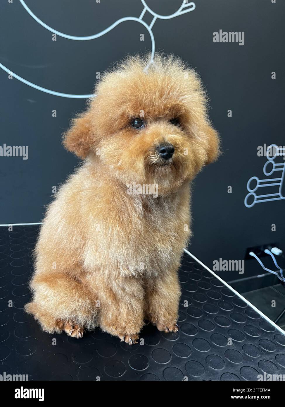 Freshly groomed toy poodle sits on grooming table in soft indoor light. - Smartphone Captured Stock Image