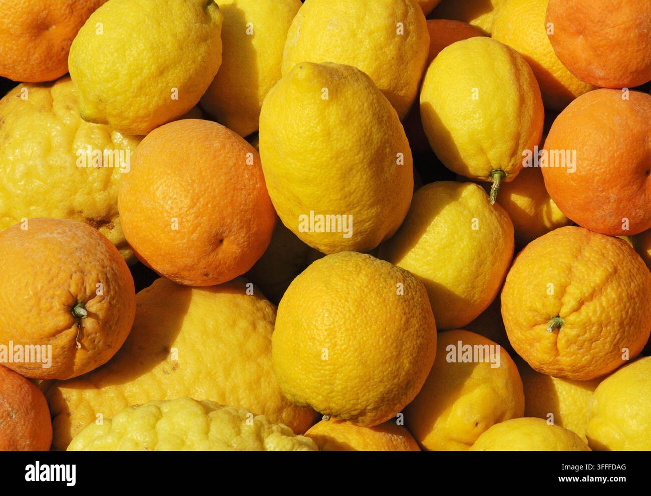 oranges, lemons and grapefruits Stock Photo