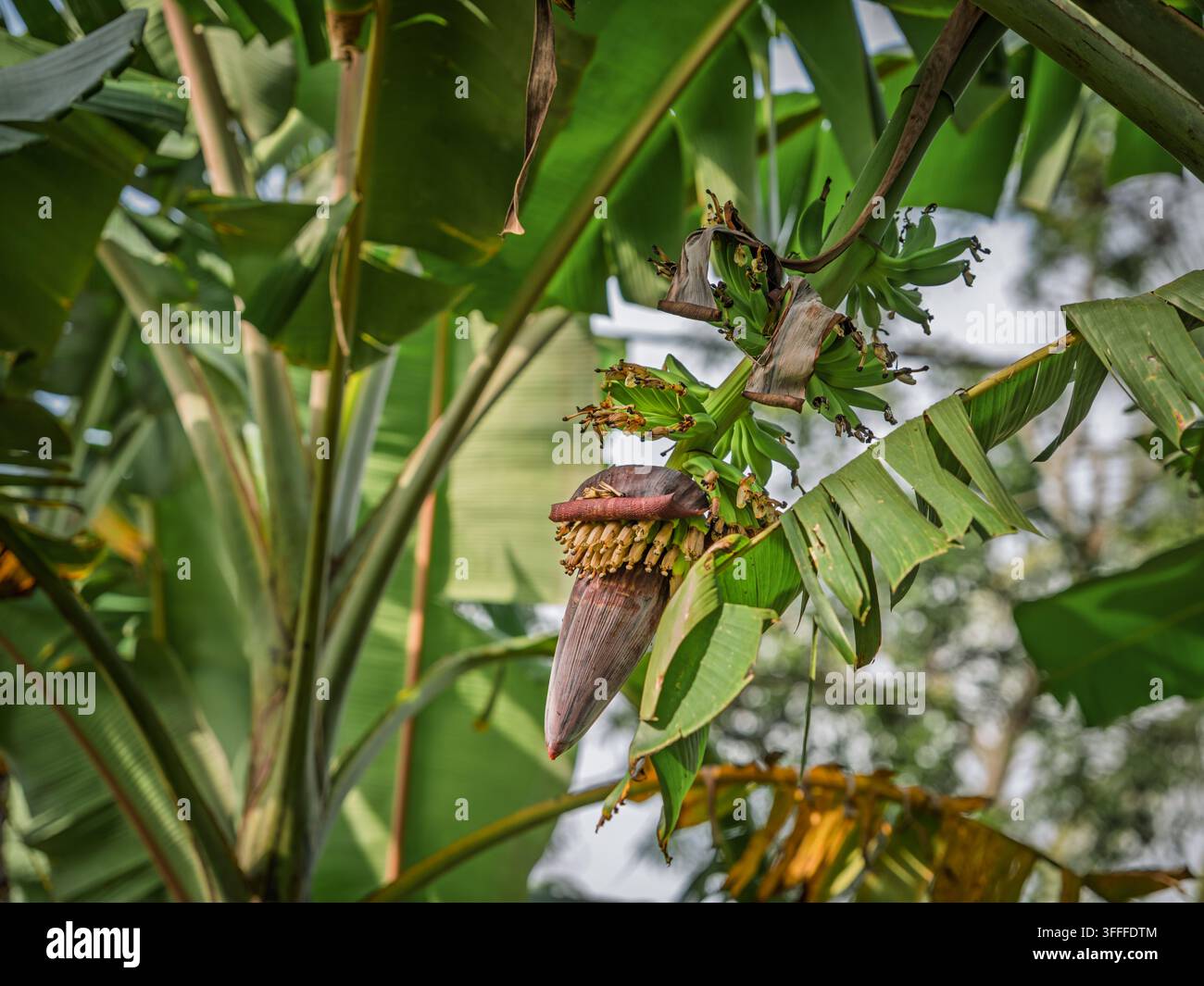 Banana inflorescence hi-res stock photography and images - Alamy