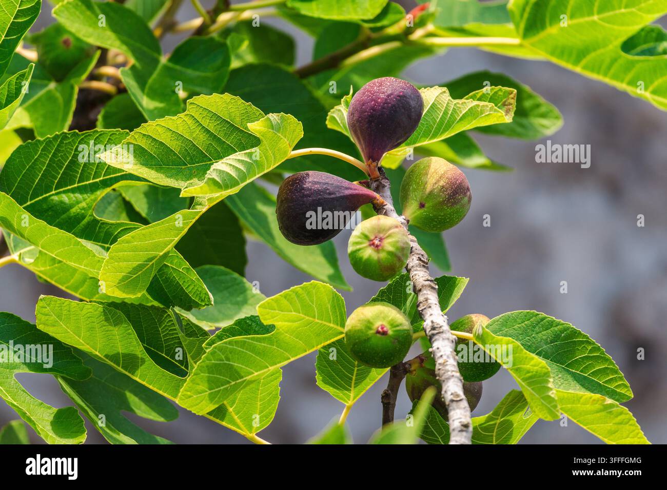 Ripening Figs on a Leafy Tree Branch Stock Photo