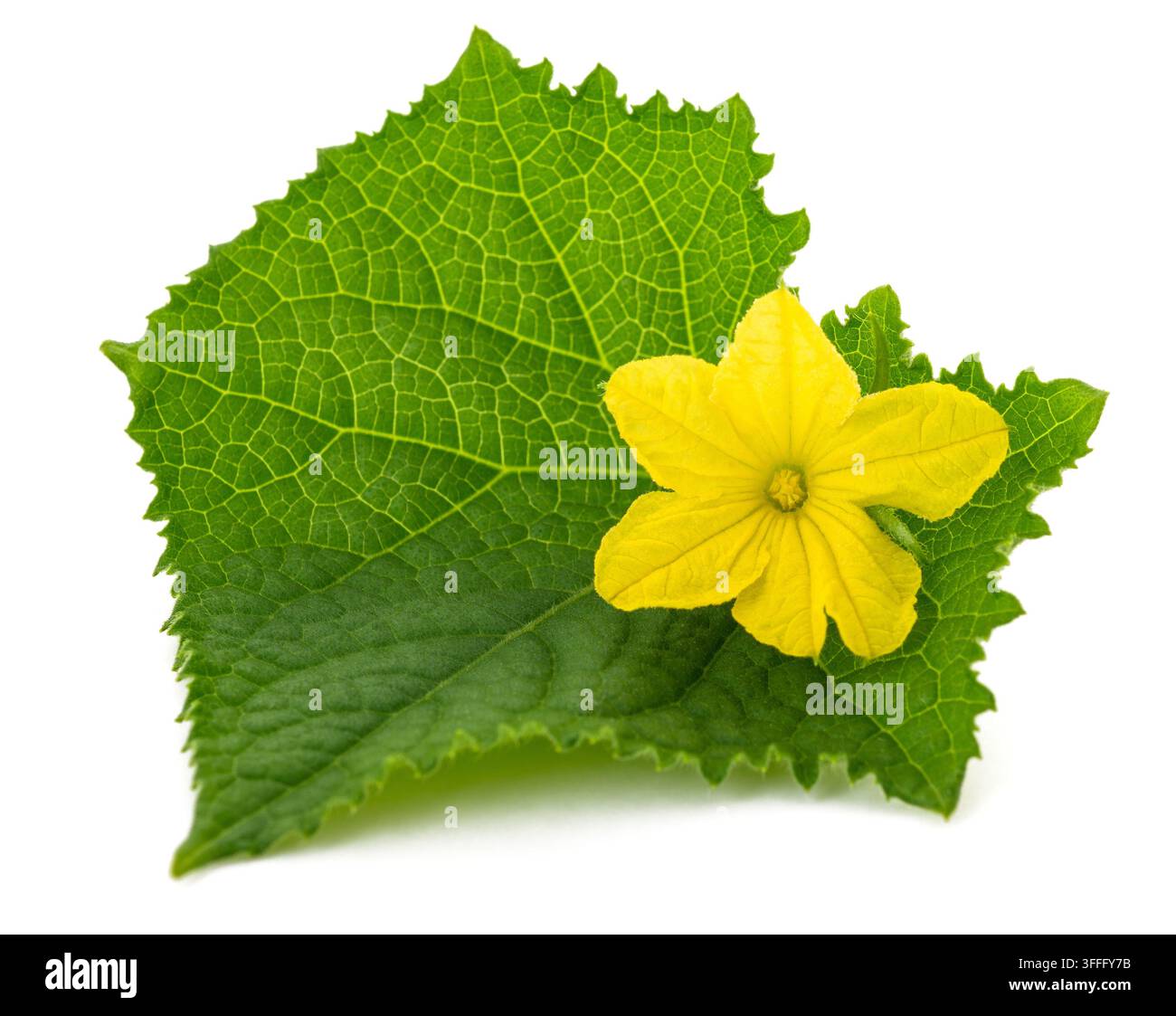 Cucumber leaf  with flower isolated on white background Stock Photo