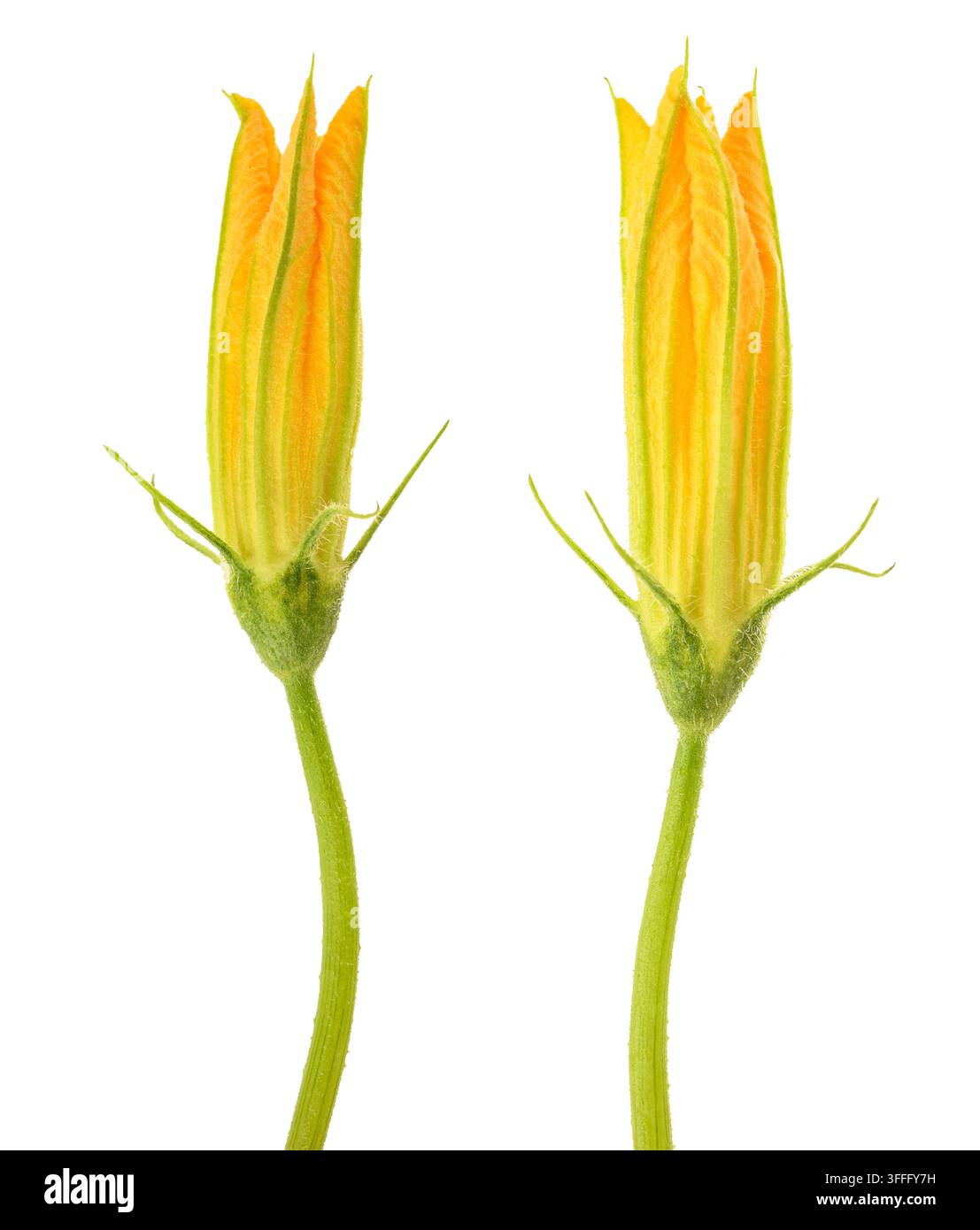 Squash blossom isolated on white background Stock Photo