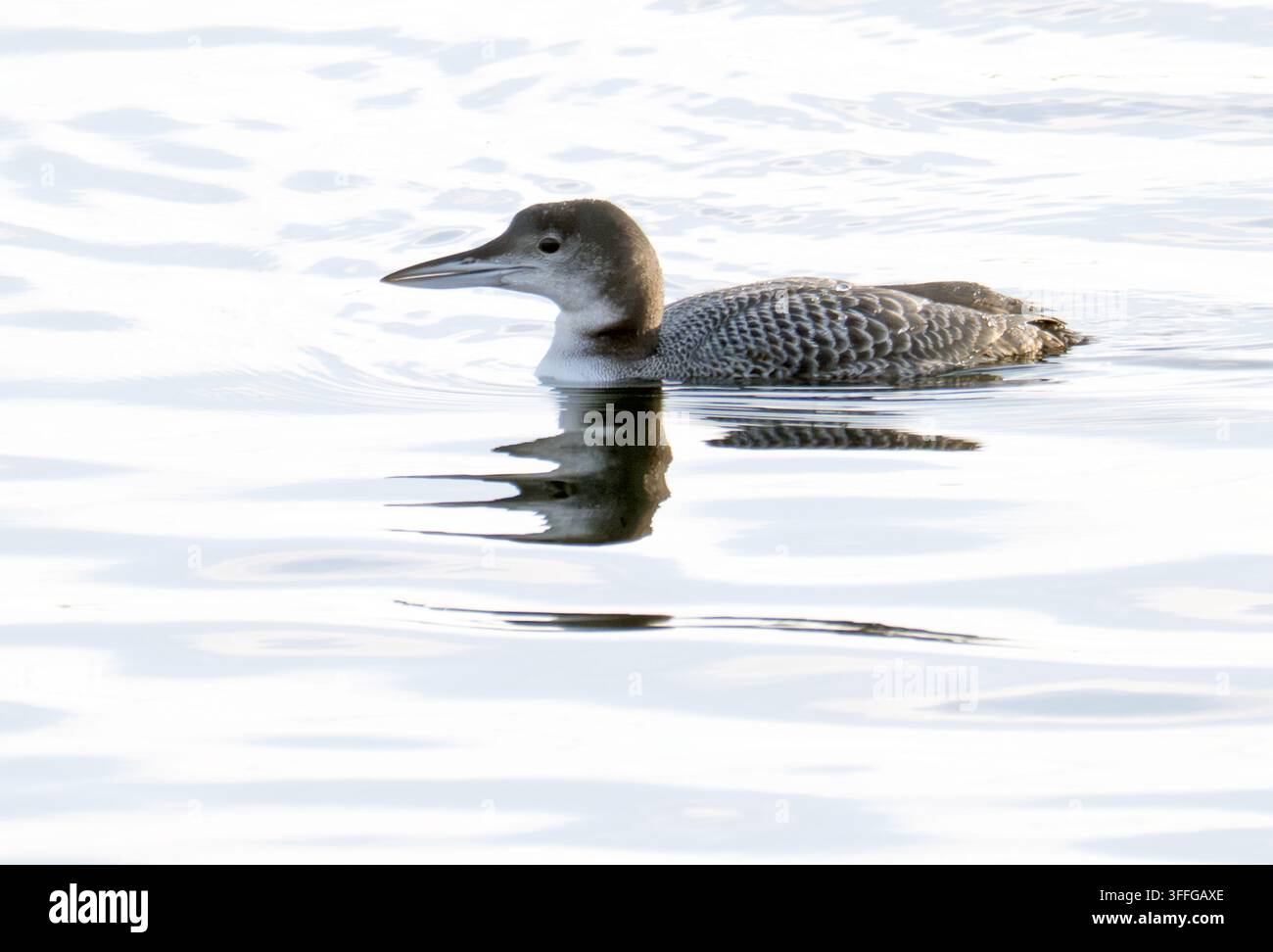 Great Northern Diver Gavia immer Staines Reservoir Surrey Stock Photo