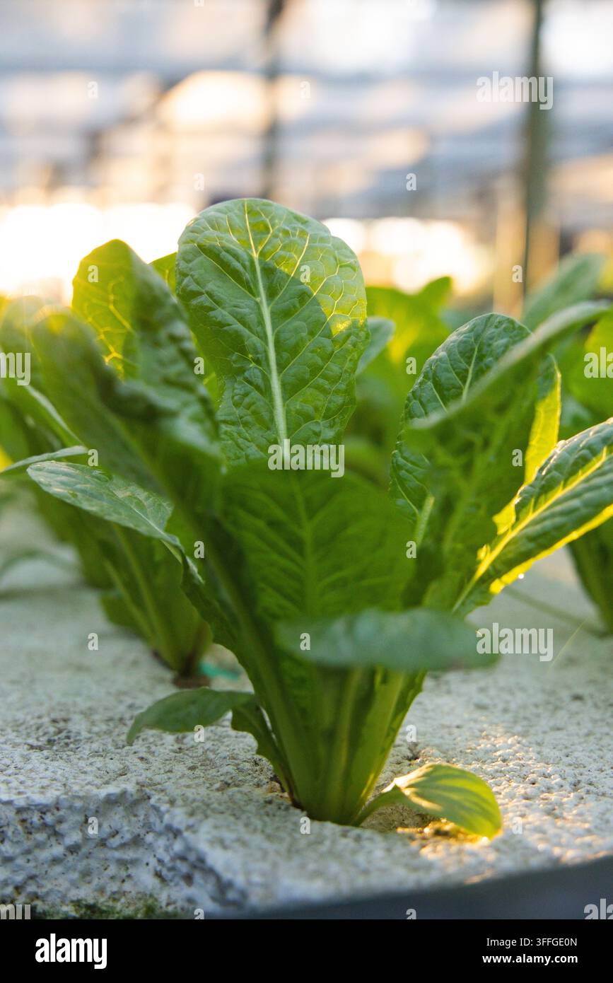 Rosette of elongated textured leaves hi-res stock photography and ...