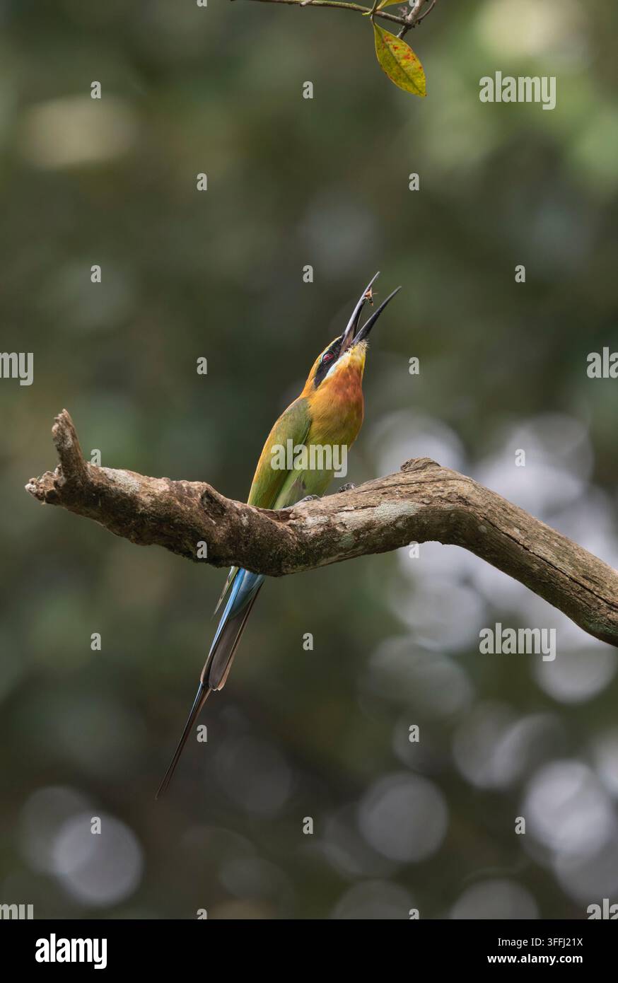 Blue-tailed bee-eater (Merops philippinus) with insect in its beak, Malaysia. Stock Photo