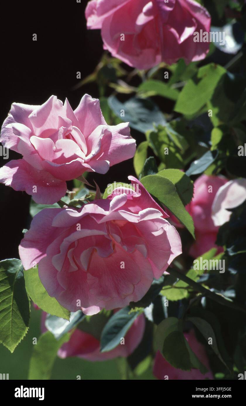 PINK ROSES (ROSA) IN FULL BLOOM Stock Photo