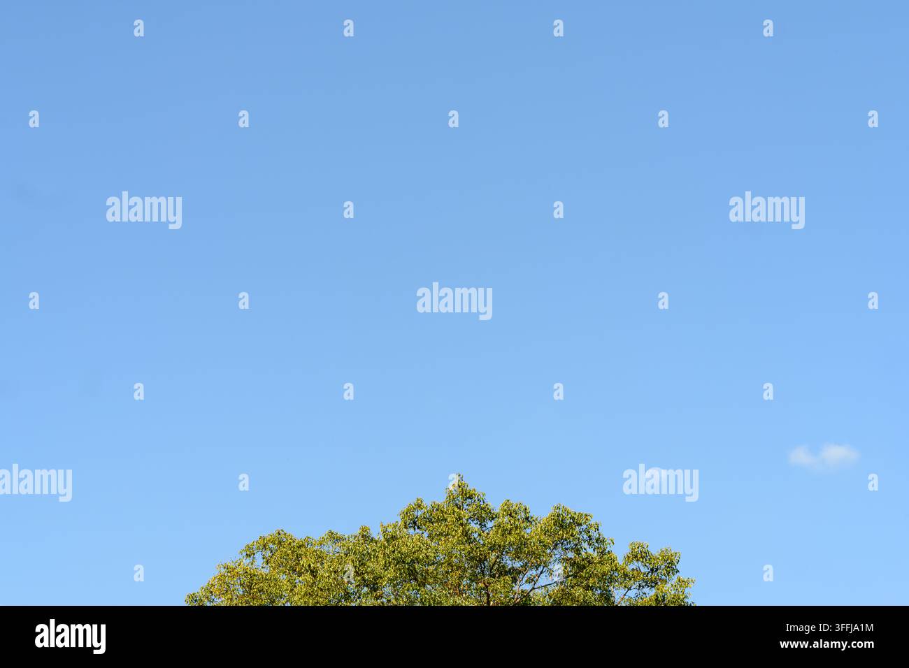 Clea Rsky Background Clear sky frames a tree's green top. Soft clouds drift near the moon ...