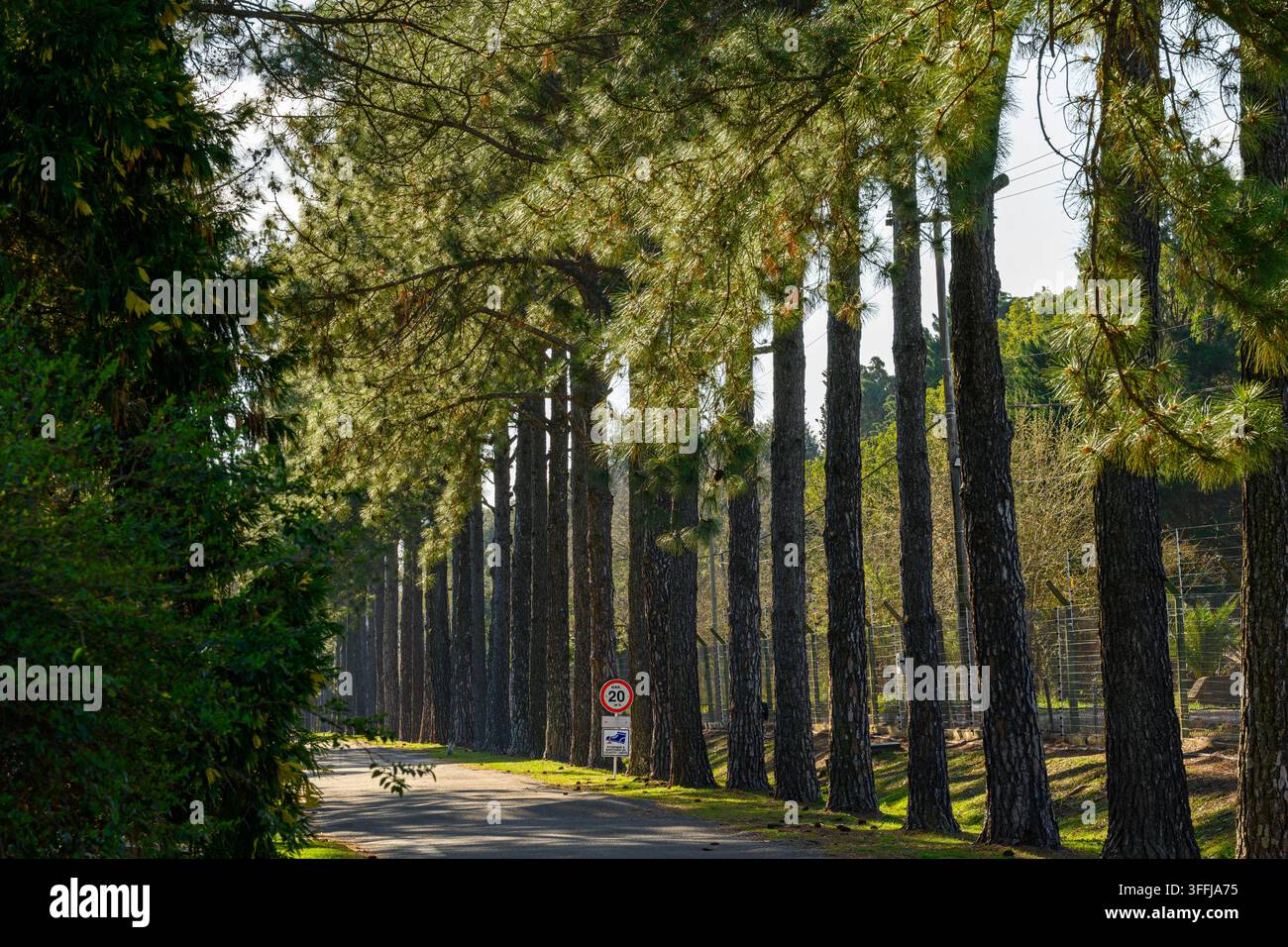 Linningm Sunlight filters through tall, green trees lining a quiet path. Dappled ...