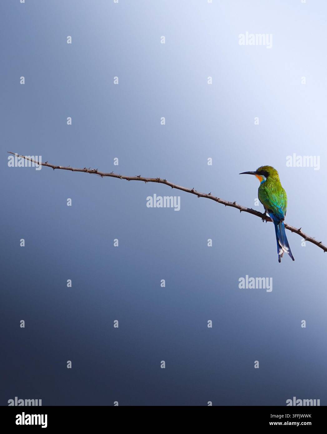 Swallow-tailed bee-eater perched on a thorn branch in Namibia Stock Photo