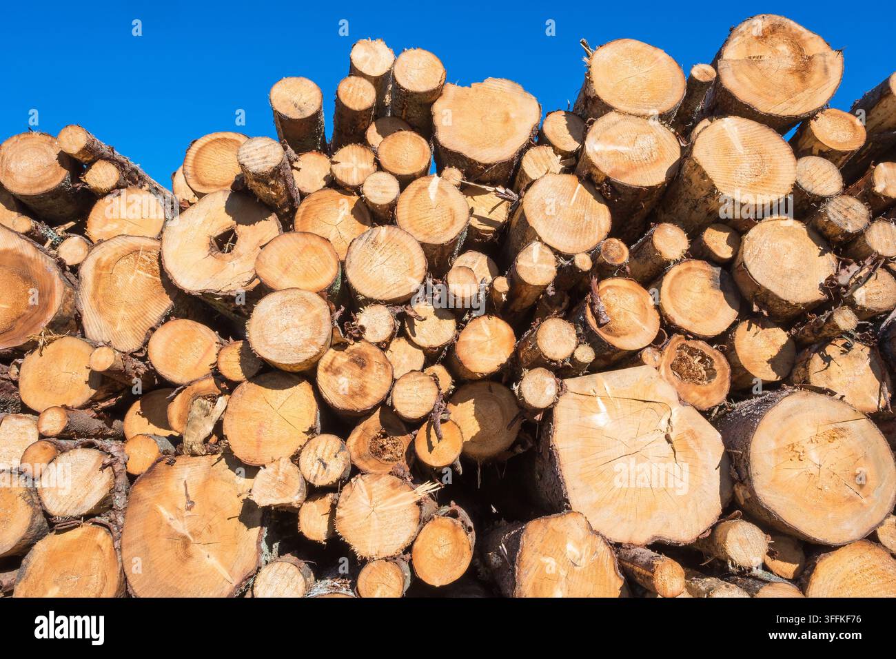 Felled trees in a stack Stock Photo