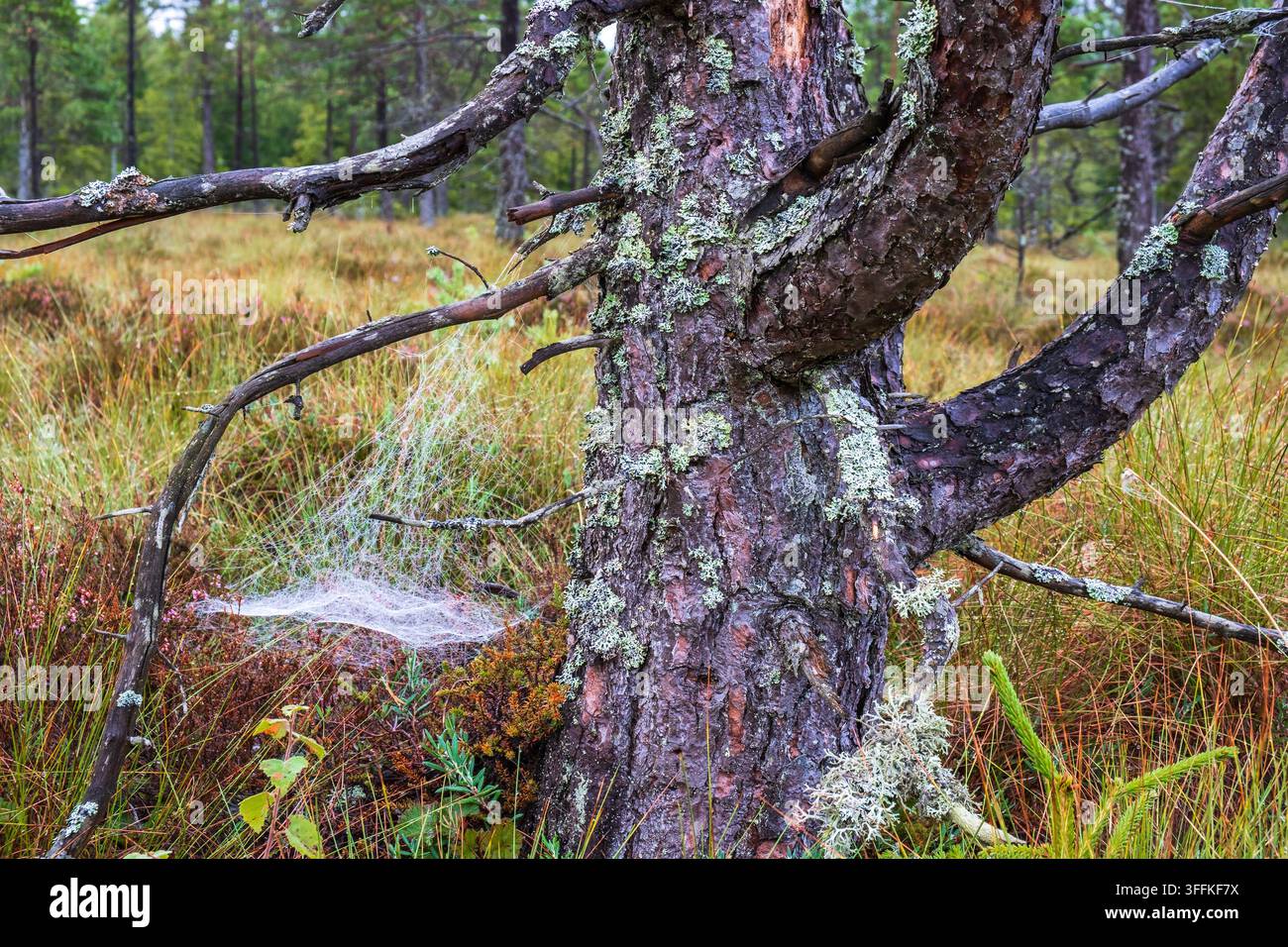 Spider Web on an old tree trunk on a bog Stock Photo