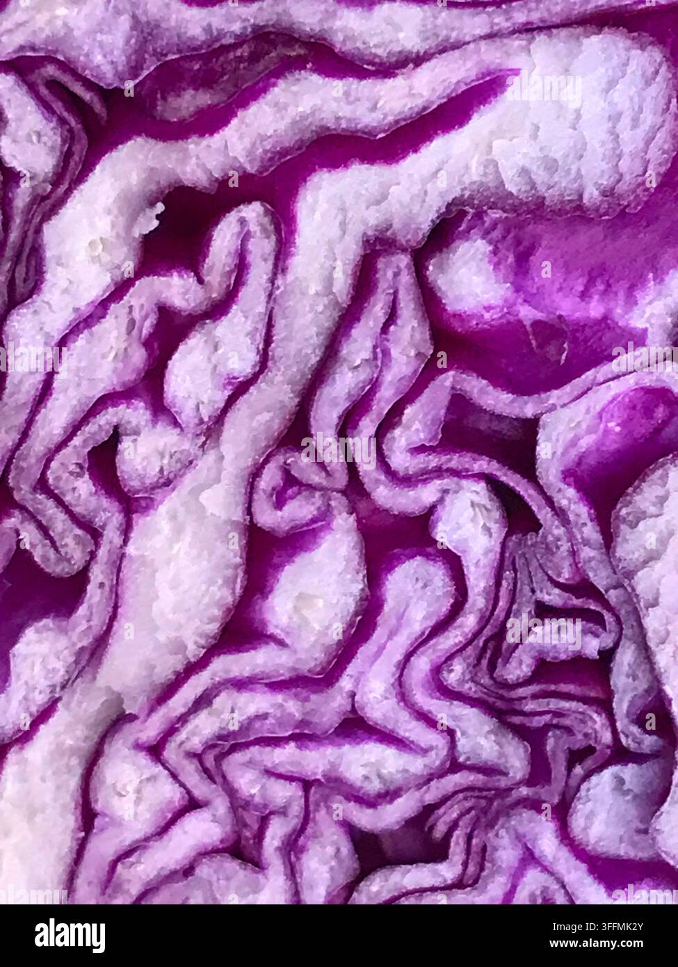 Cut red cabbage. Close view. Stock Photo