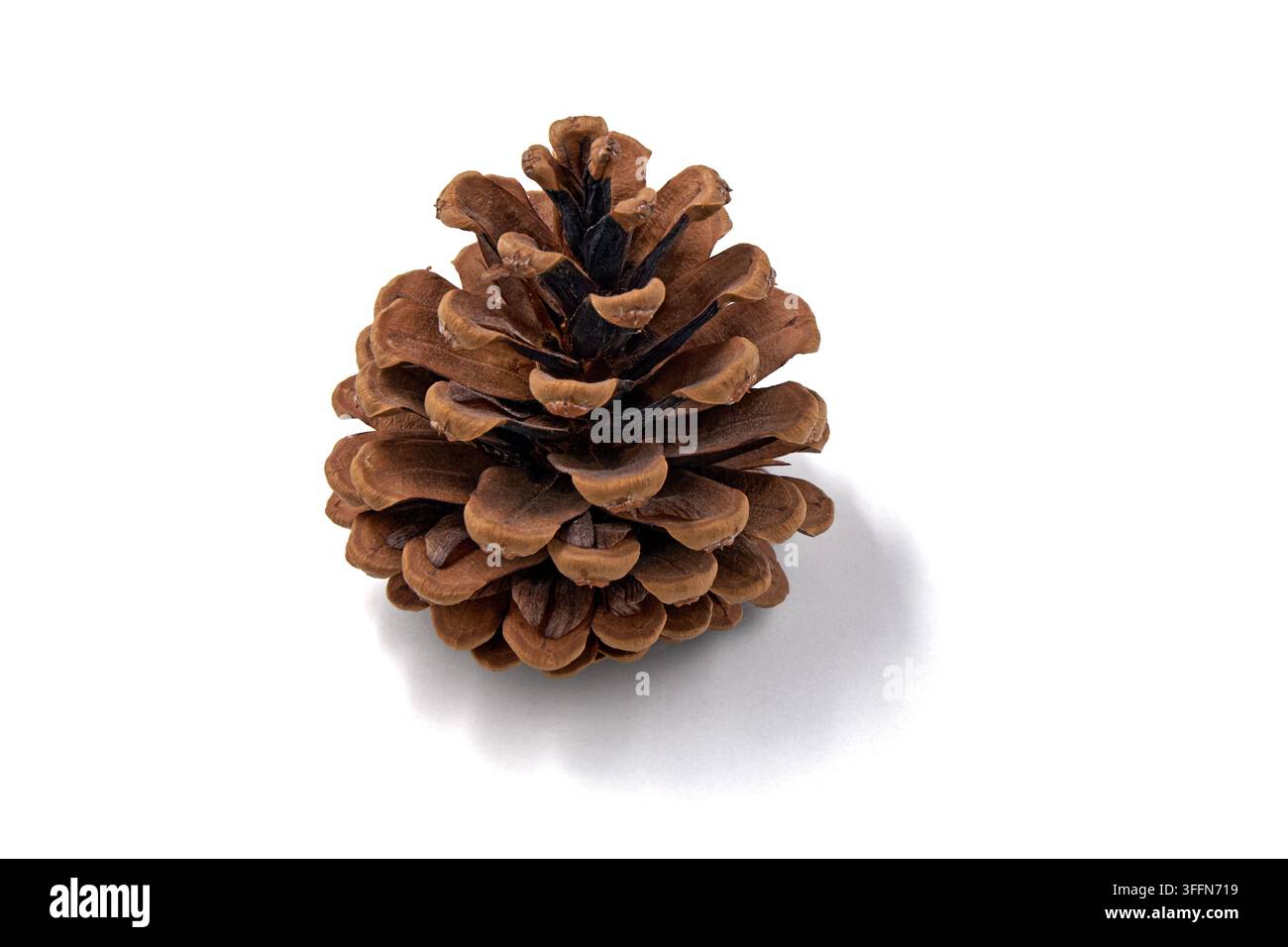 Single Brown Pine Cone Isolated on White Background Stock Photo