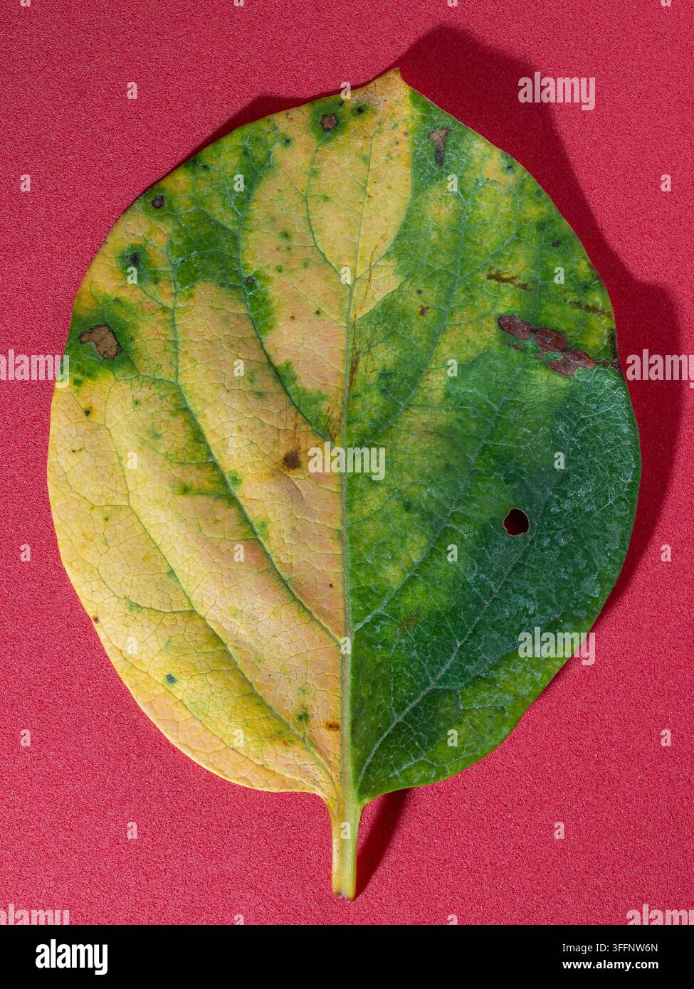 A leaf fallen from a persimmon tree in autumn, set against a red background Stock Photo