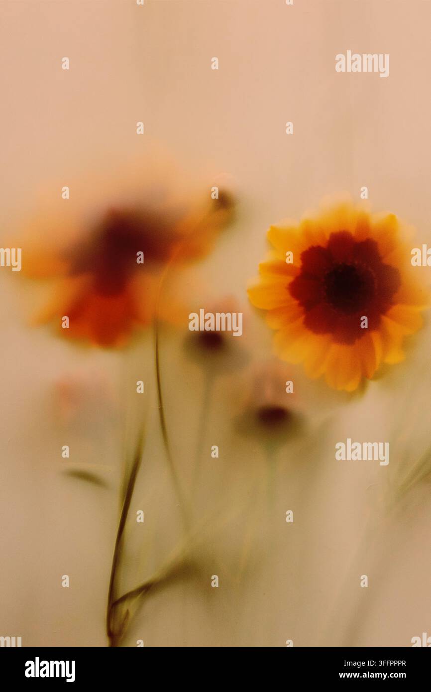 Dreamy soft-focus view of yellow sunflower blooms and green stems ...