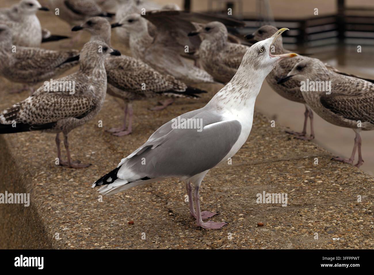 A group of Herring Gulls mostly juveniles with an adult on a North Norfolk sea wall, Norfolk, UK Stock Photo