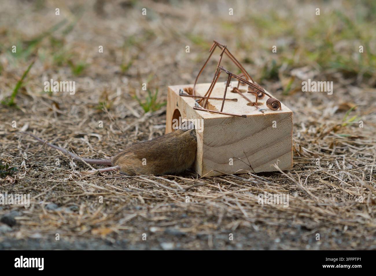 Mousetrap with a mouse caught in it Stock Photo