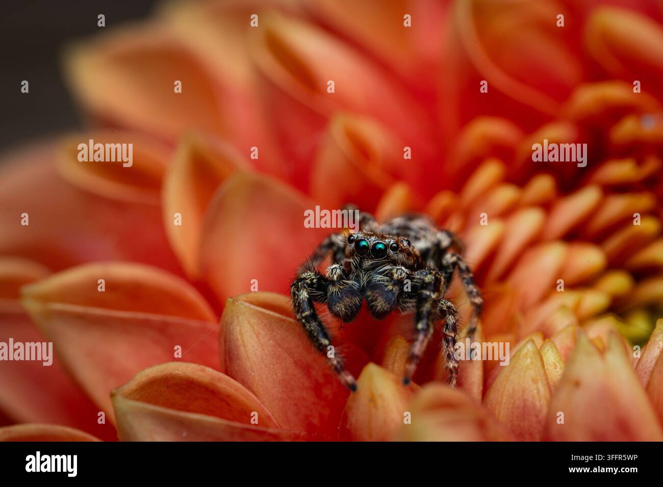 Jumping spider perched on bright orange flower in detailed macro close up Stock Photo