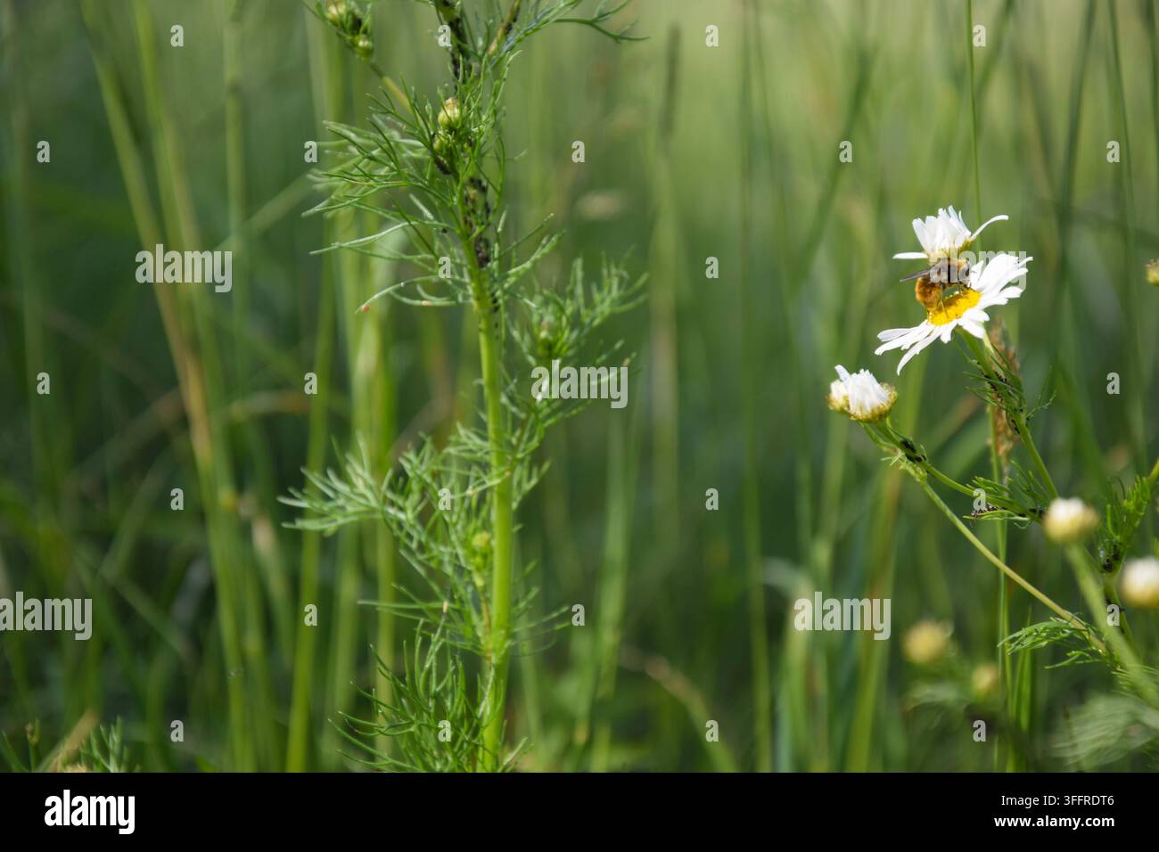 Texas Spring Pollen Honeybee collecting pollen from flowering hi-res stock photography and ...