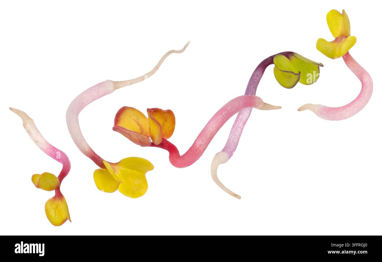 Falling radish sprouts isolated on white background Stock Photo