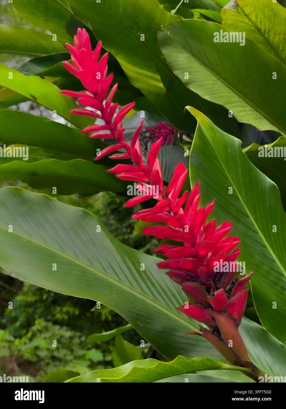 Red Ginger / Ostrich Plume / Teuila, national flower of Samoa, Fagasā Pass Trail, American Samoa National Park, Tutuila, American Samoa. - Smartphone Captured Stock Image