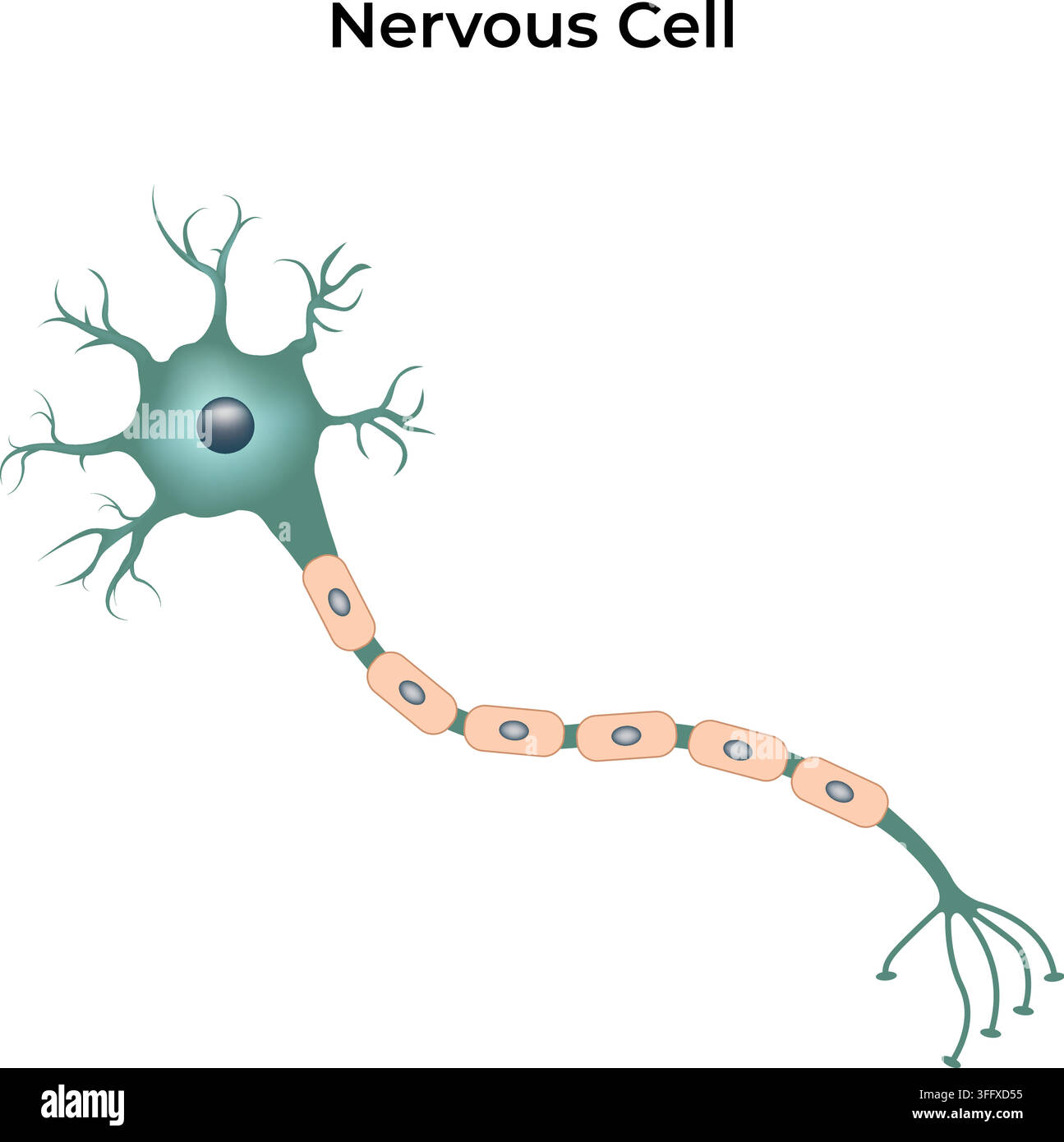 Nervous Cell Anatomy Showing Neuron Cell Body Axon Dendrites and Nerve Terminals Stock Vector