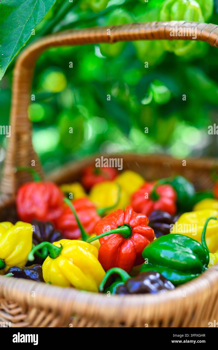 Basket with mixed habanero peppers surrounded by green leaves. Fresh chili harvest natural outdoor composition Stock Photo