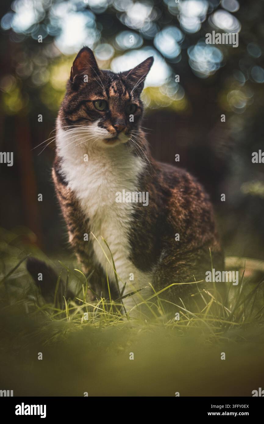 Tabby and white cat with green eyes sitting in grass outdoors. Stock Photo