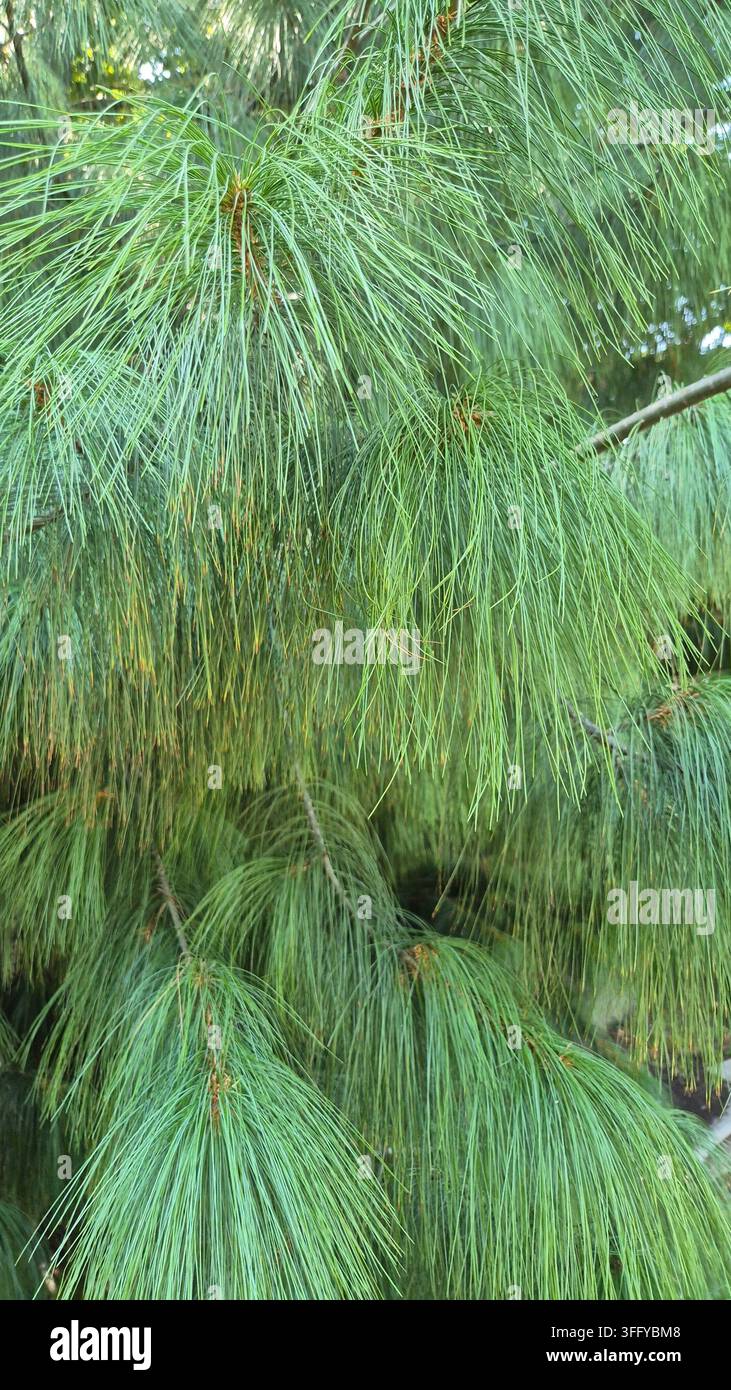 Close-Up View of Soft Drooping Needles of Himalayan Blue Pine Tree - Smartphone Captured Stock Image