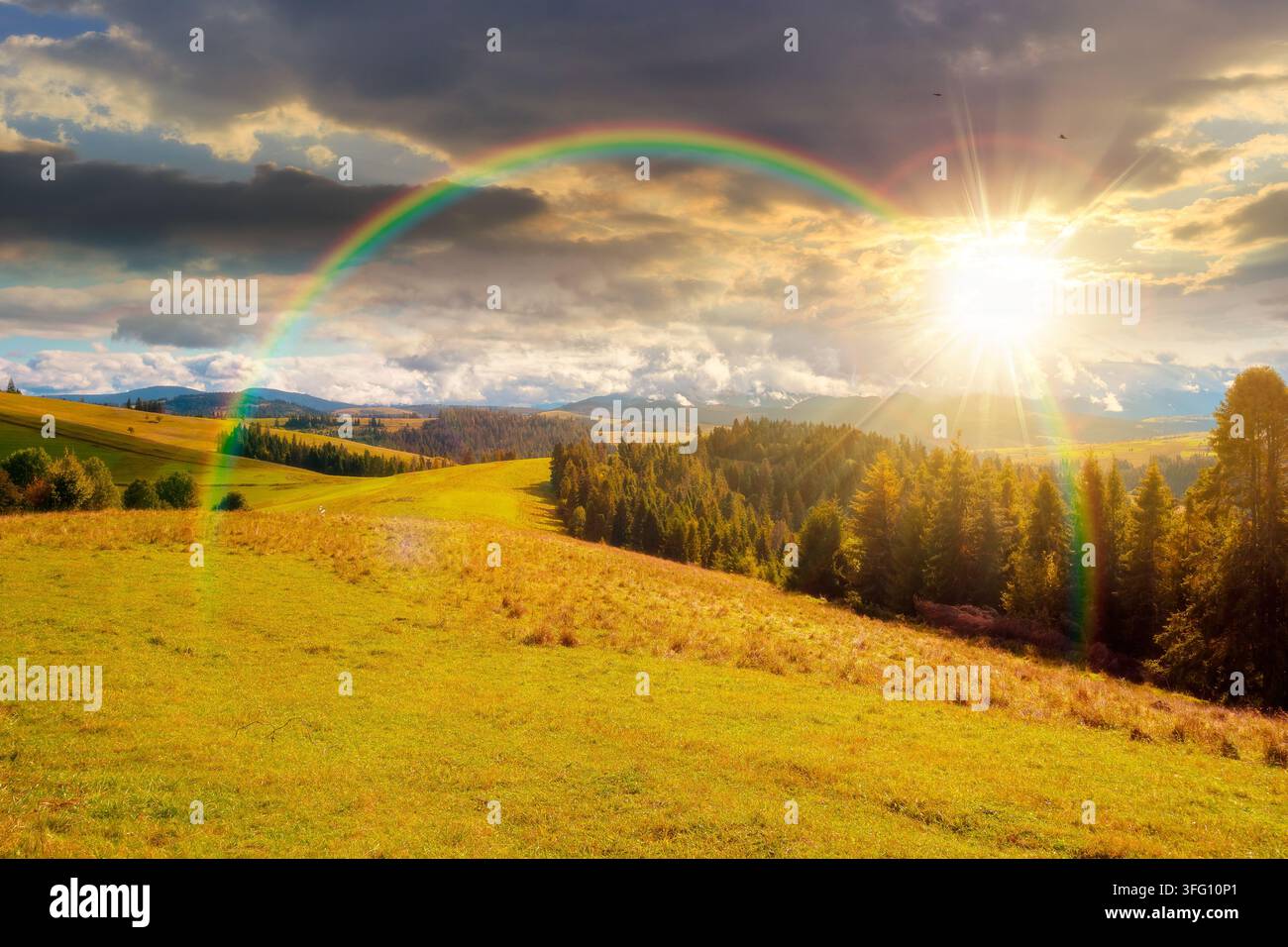 sunset over hillside of mountain range with coniferous forest and meadow. spruce trees on the green grassy hill. Carpathian countryside in autumn seas Stock Photo