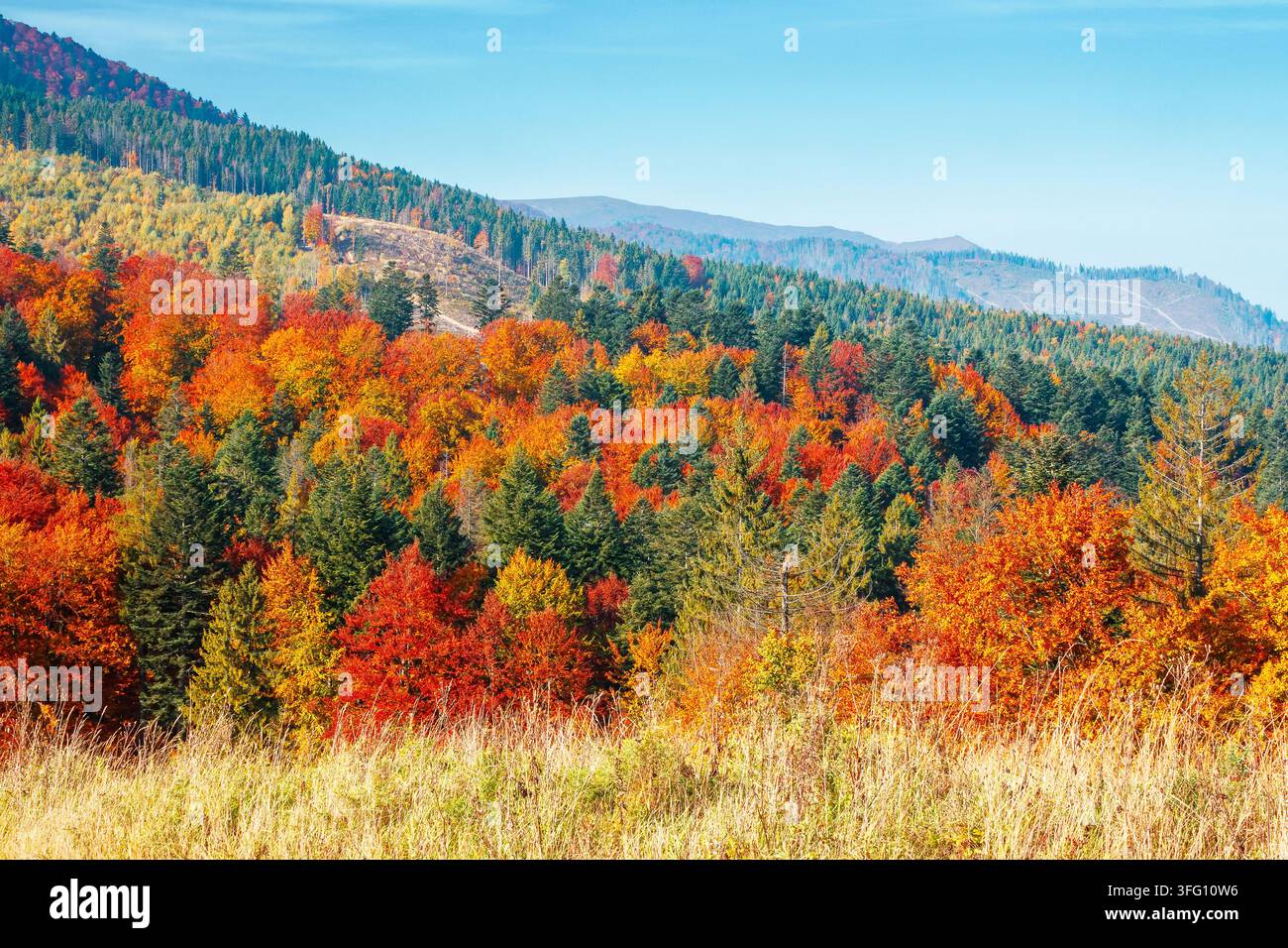 beautiful view of Ukraine countryside. sunny afternoon. wonderful autumn landscape in mountains. grassy field and colorful forest. outdoor scenery for Stock Photo
